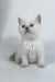 Rozi | British Shorthair Kitten