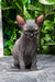 Samira | Sphynx Kitten