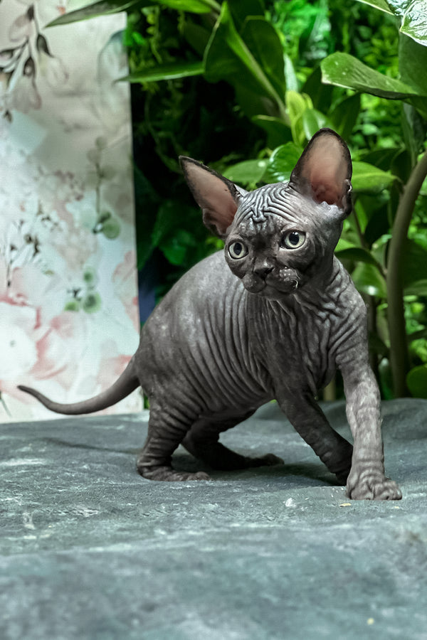 Samira | Sphynx Kitten