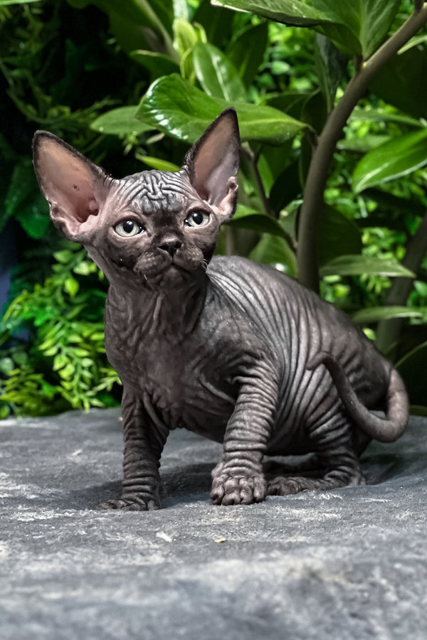 Samira | Sphynx Kitten