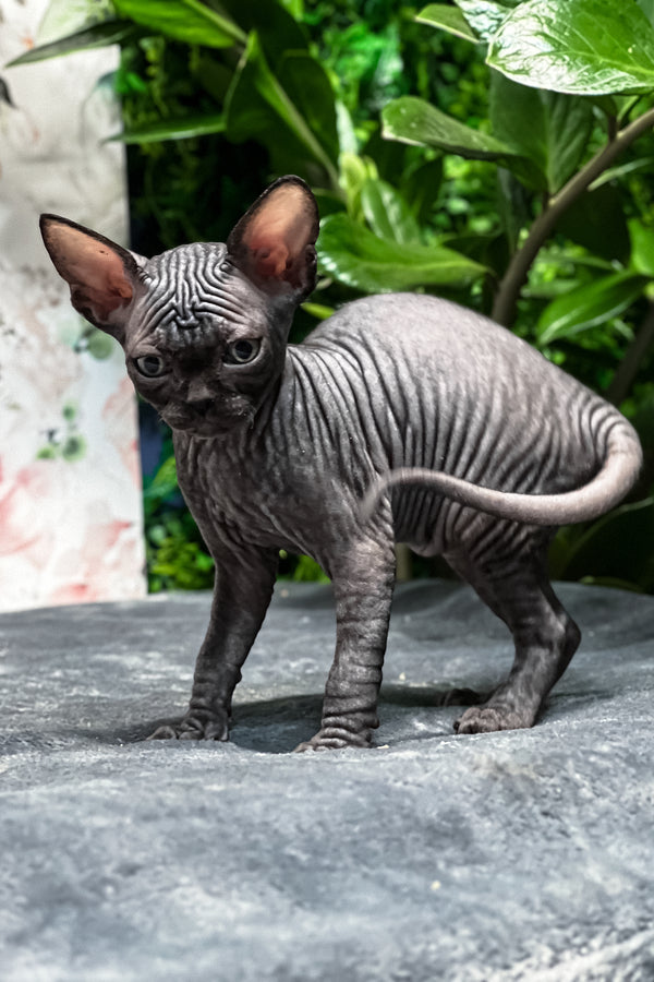 Samira | Sphynx Kitten
