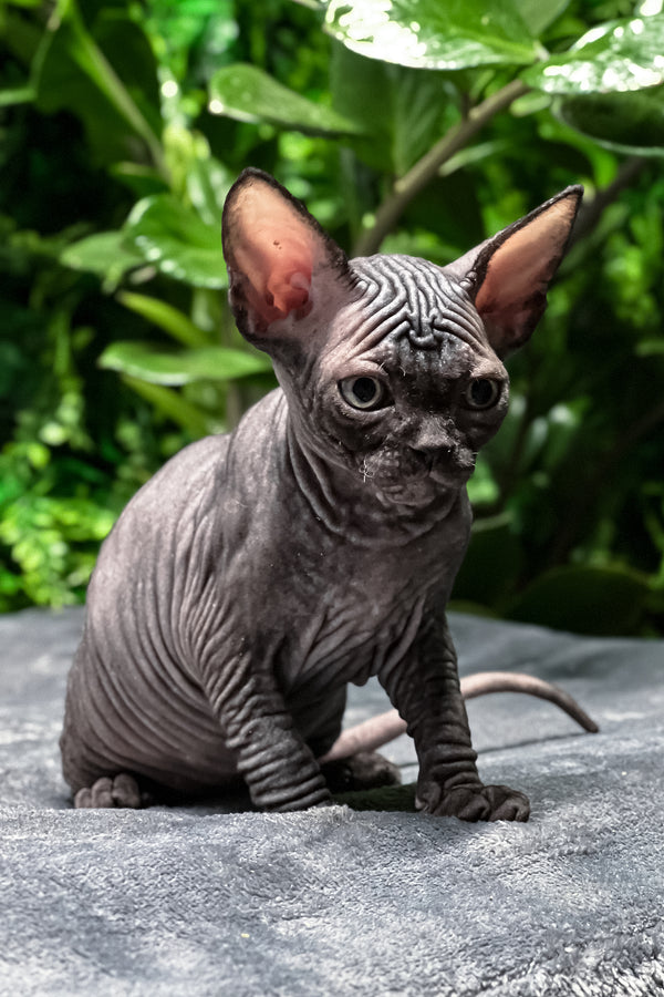Samira | Sphynx Kitten