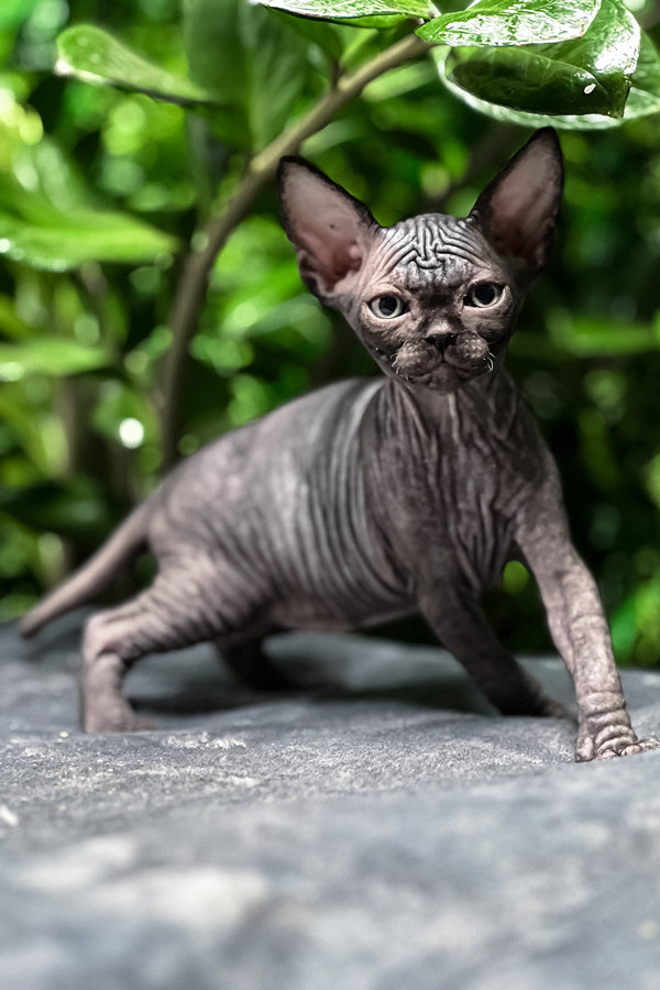 Samira | Sphynx Kitten