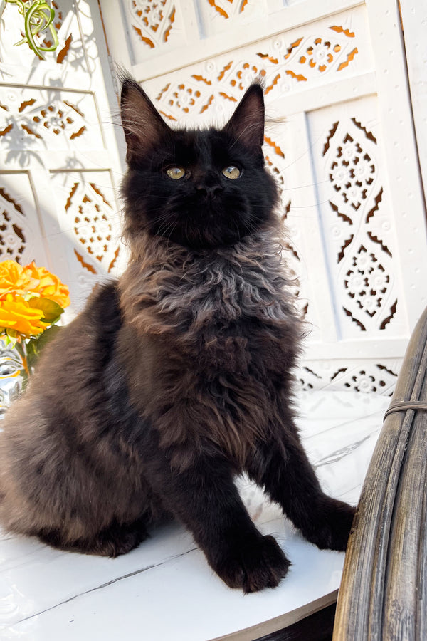 Samson | Maine Coon Kitten