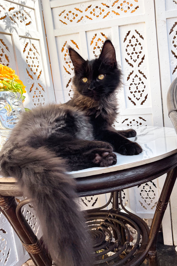 Samson | Maine Coon Kitten