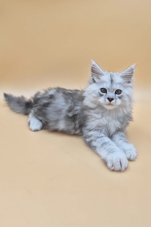 Saturn | Maine Coon Kitten