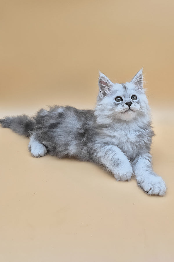 Saturn | Maine Coon Kitten