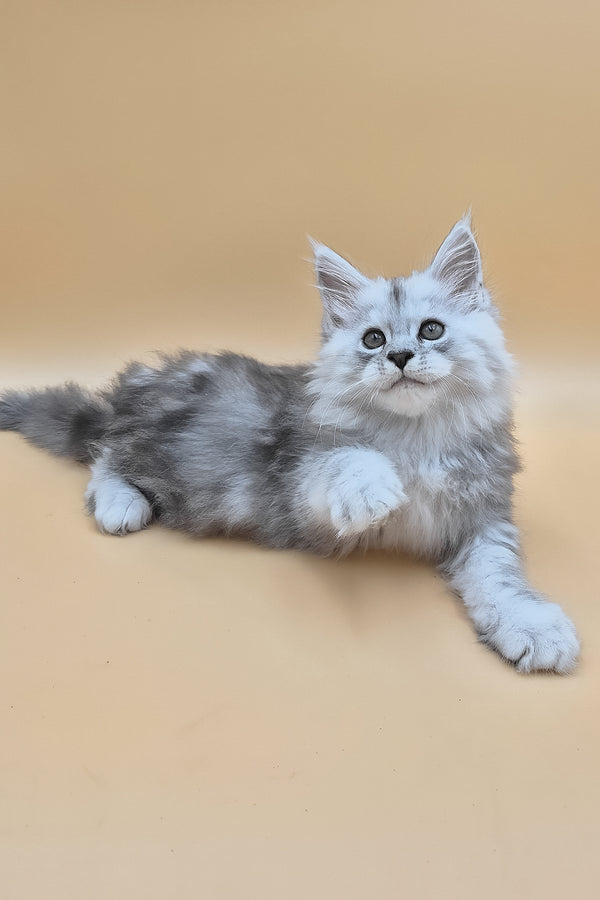Saturn | Maine Coon Kitten