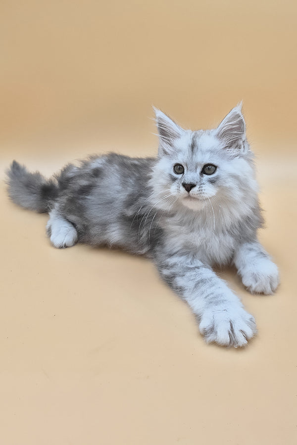 Saturn | Maine Coon Kitten