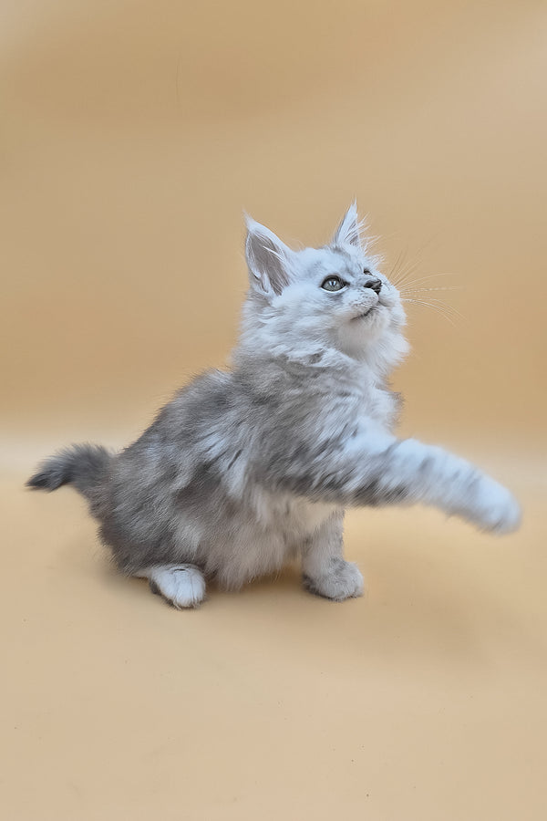 Saturn | Maine Coon Kitten