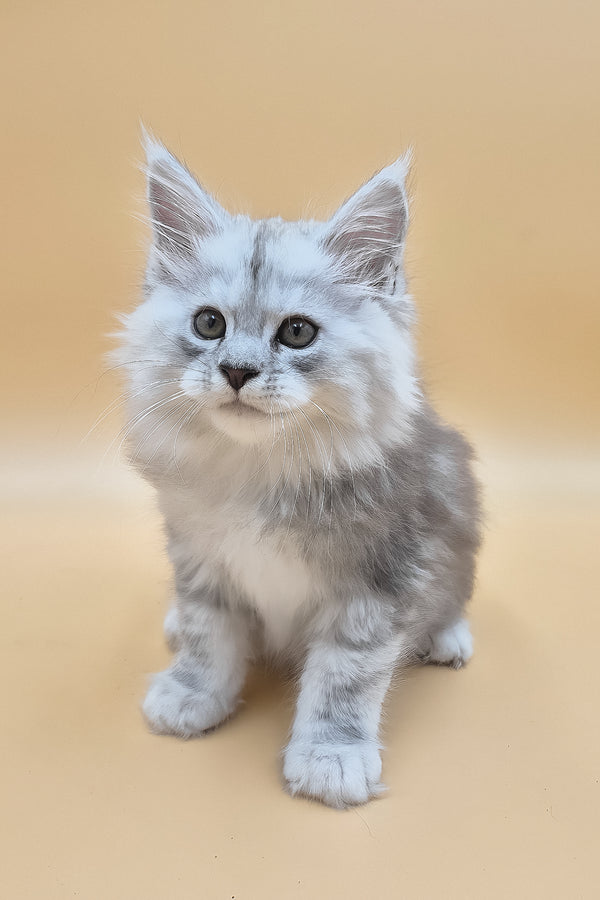 Saturn | Maine Coon Kitten