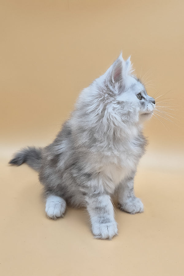 Saturn | Maine Coon Kitten