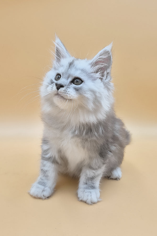 Saturn | Maine Coon Kitten