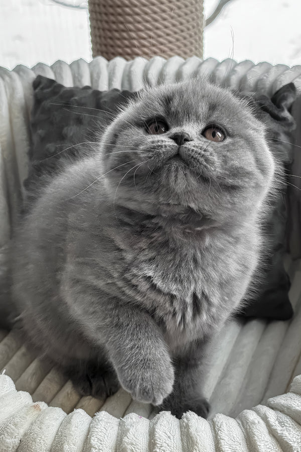 Sema | Scottish Fold Kitten