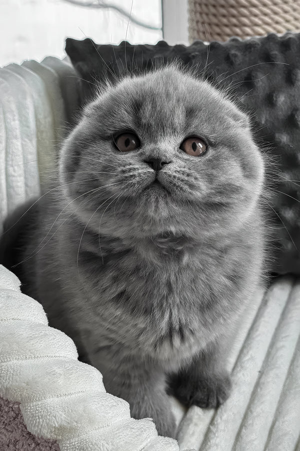 Sema | Scottish Fold Kitten