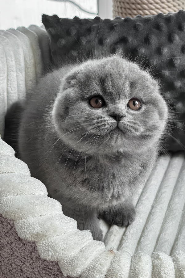 Sema | Scottish Fold Kitten