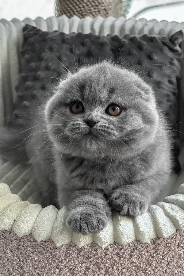 Sema | Scottish Fold Kitten