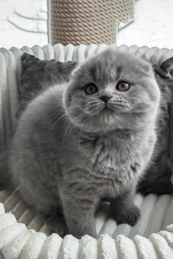 Sema | Scottish Fold Kitten