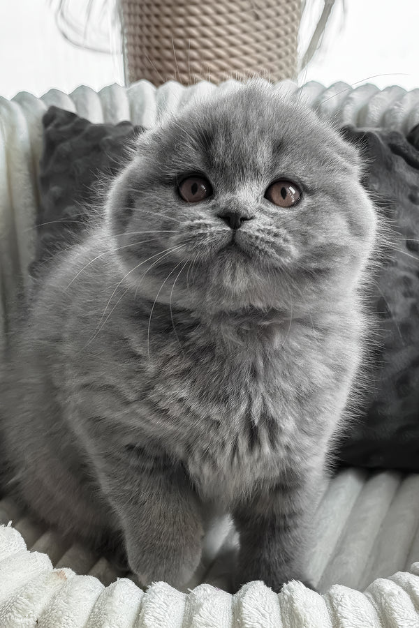 Sema | Scottish Fold Kitten