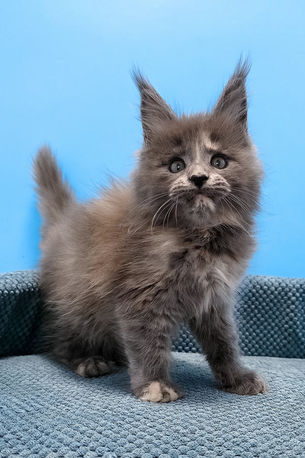 A fluffy gray purebred maine coon kitten with yellow eyes and white muzzle stands on a textured blue cushion
