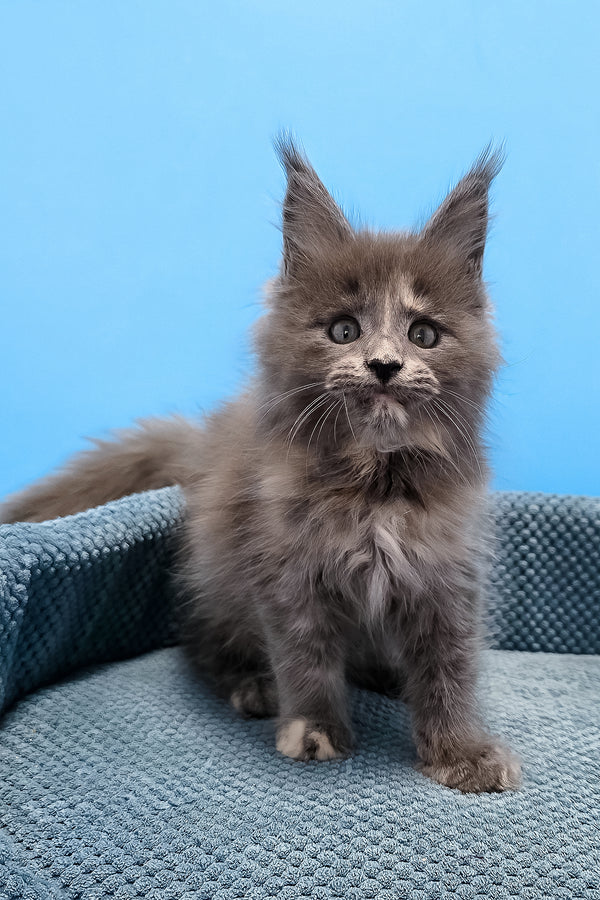 Trisha maine coon kitten with fluffy gray fur and striking green eyes sits on a textured blue cushion