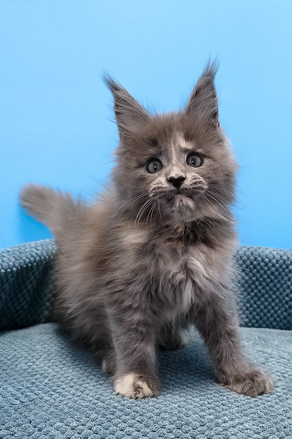 Trisha maine coon kitten a fluffy gray purebred kitty with striking green eyes sitting on a textured blue cushion