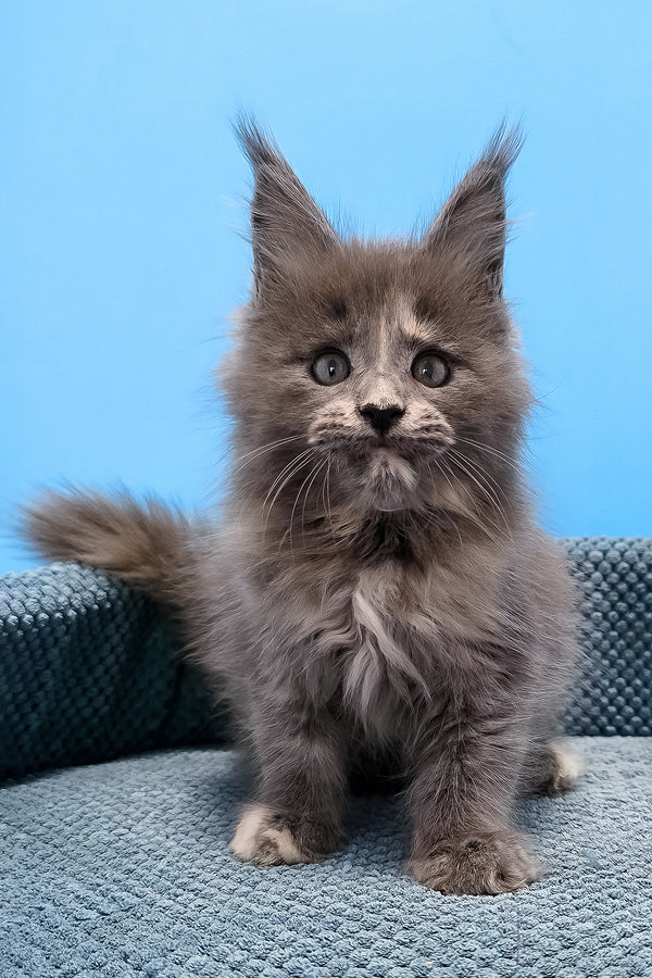 Trisha maine coon kitten with fluffy gray fur and tufted ears sits on blue cushion showcasing purebred kitties charm