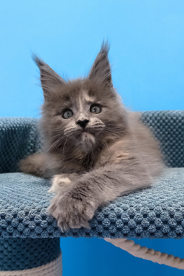 Trisha maine coon kitten with fluffy gray fur and green eyes lounging on textured blue cat tree platform