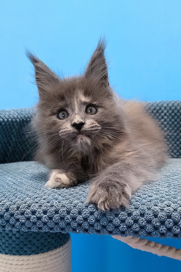 A fluffy gray maine coon kitten with green eyes rests on a blue cat tree platform among purebred kitties