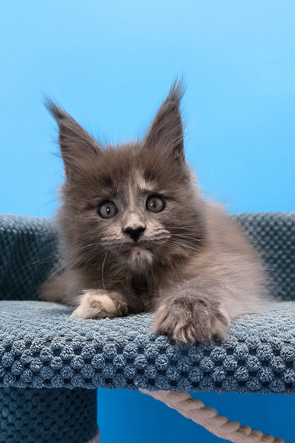 Trisha maine coon kitten with green eyes and tufted ears resting on a blue textured cat tree platform for purebred kitties