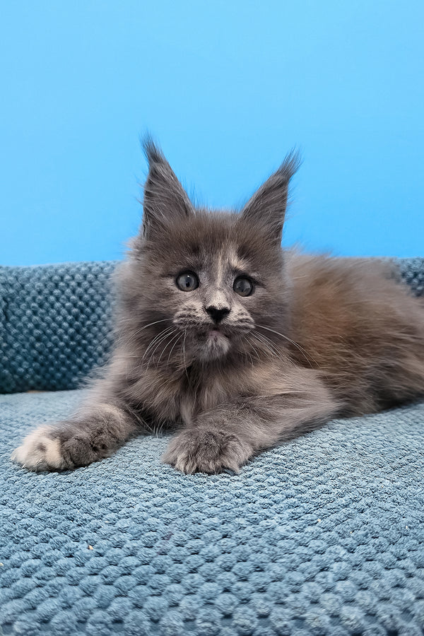 Trisha maine coon kitten with fluffy gray fur and striking green eyes resting on textured blue surface