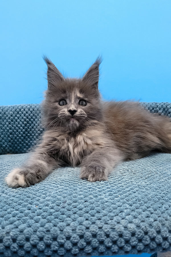 Fluffy gray maine coon kitten with striking green eyes lounges on a textured blue cushion perfect for purebred kitties
