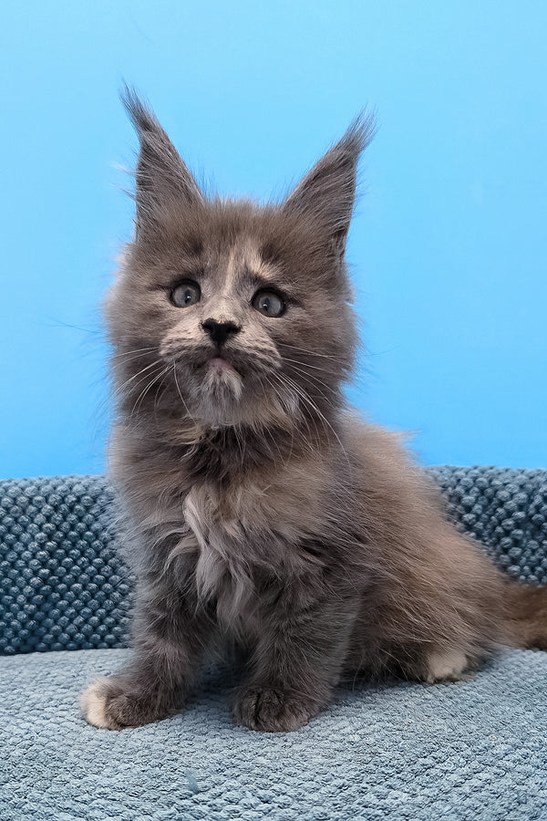 Trisha maine coon kitten with fluffy gray fur and green eyes sitting on a textured blue surface among purebred kitties