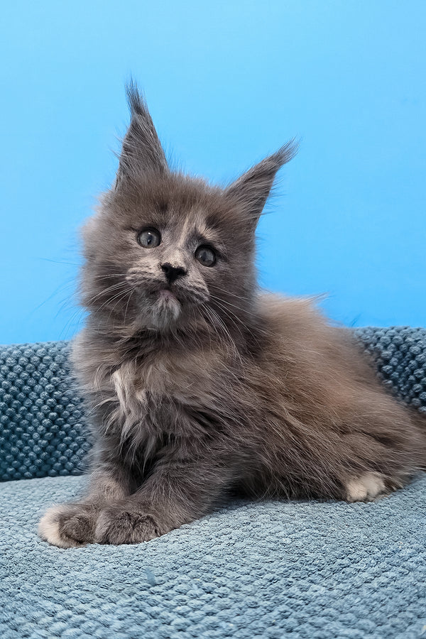 Trisha maine coon kitten with fluffy gray fur and striking green eyes sits on a blue textured cushion