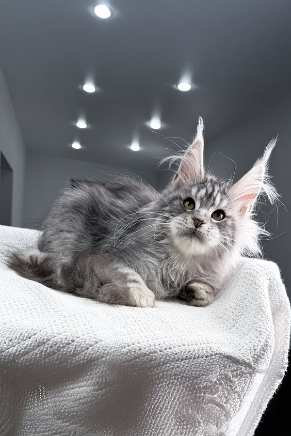 Tulus | Maine Coon Kitten