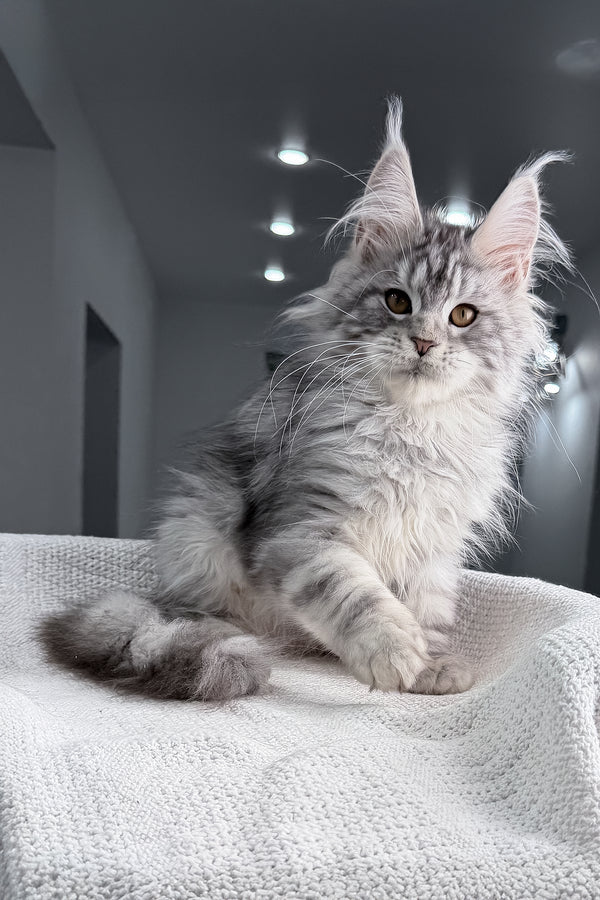 Tulus | Maine Coon Kitten