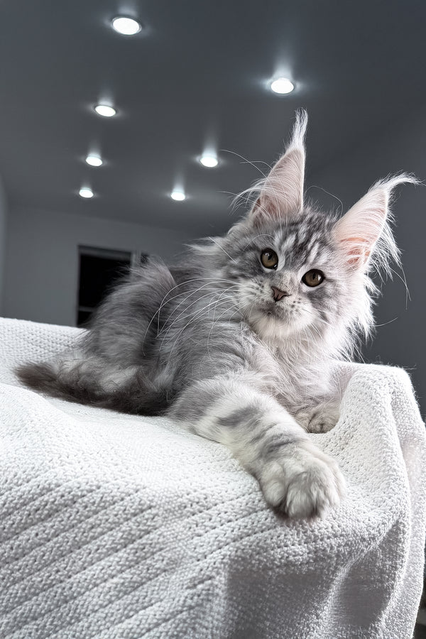 Tulus | Maine Coon Kitten