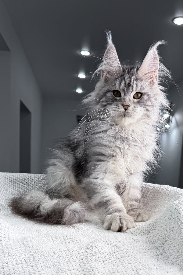 Tulus | Maine Coon Kitten
