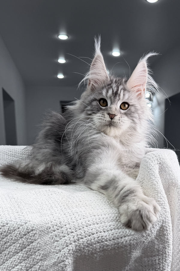 Tulus | Maine Coon Kitten