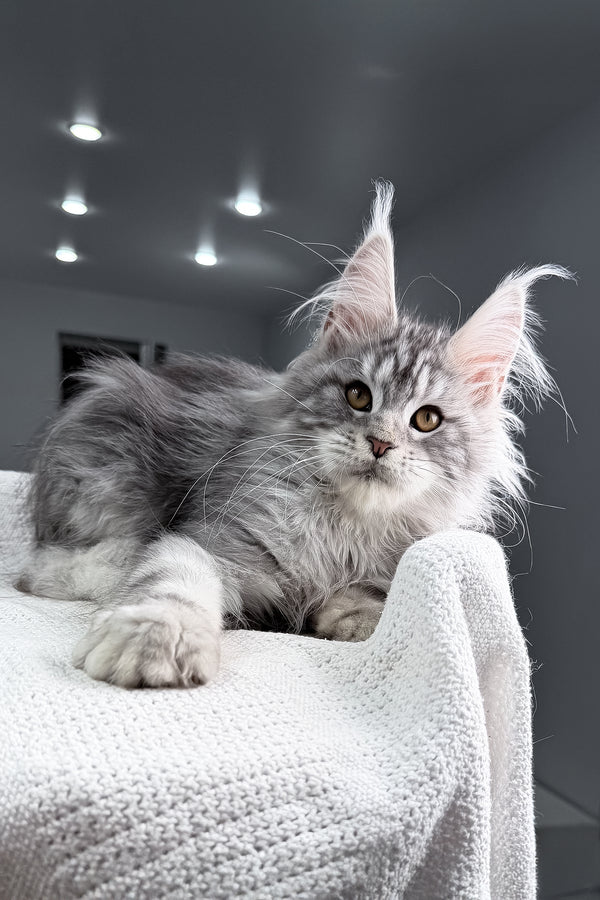 Tulus | Maine Coon Kitten