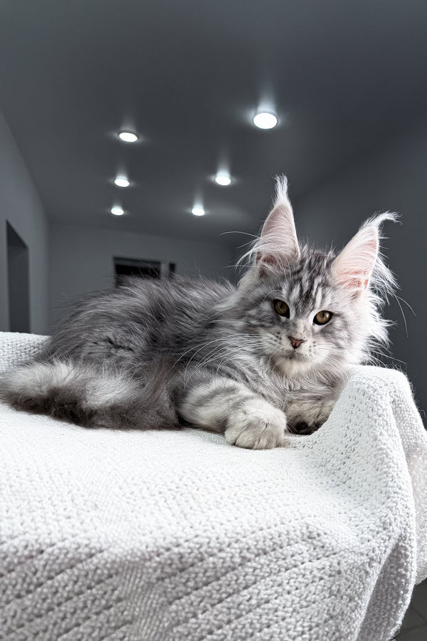 Tulus | Maine Coon Kitten