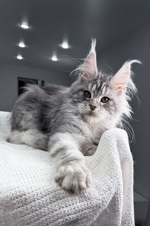 Tulus | Maine Coon Kitten