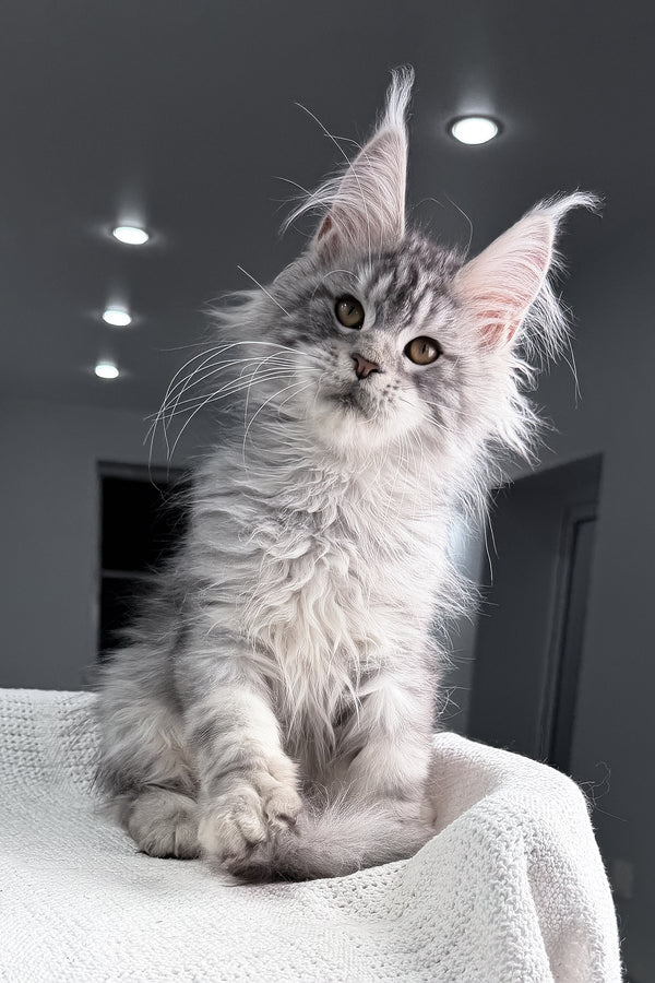 Tulus | Maine Coon Kitten