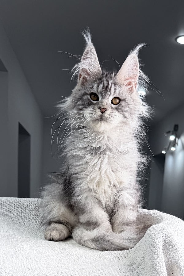 Tulus | Maine Coon Kitten