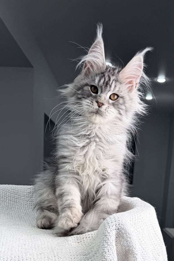 Tulus | Maine Coon Kitten