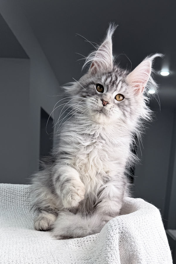 Tulus | Maine Coon Kitten