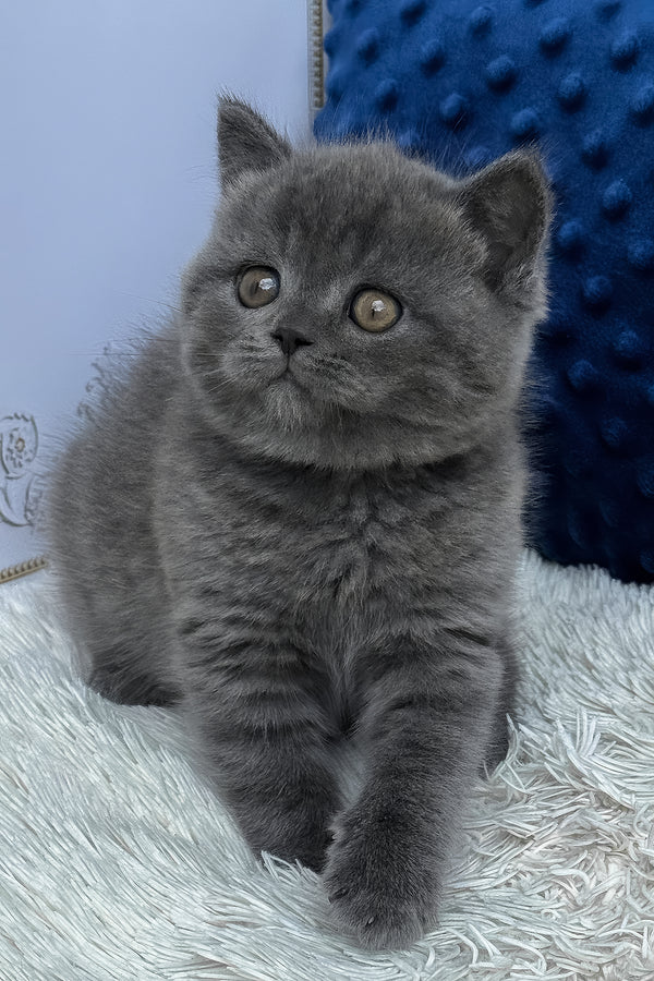 Twix | British Shorthair Kitten