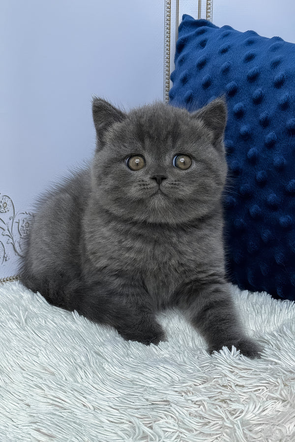 Twix | British Shorthair Kitten
