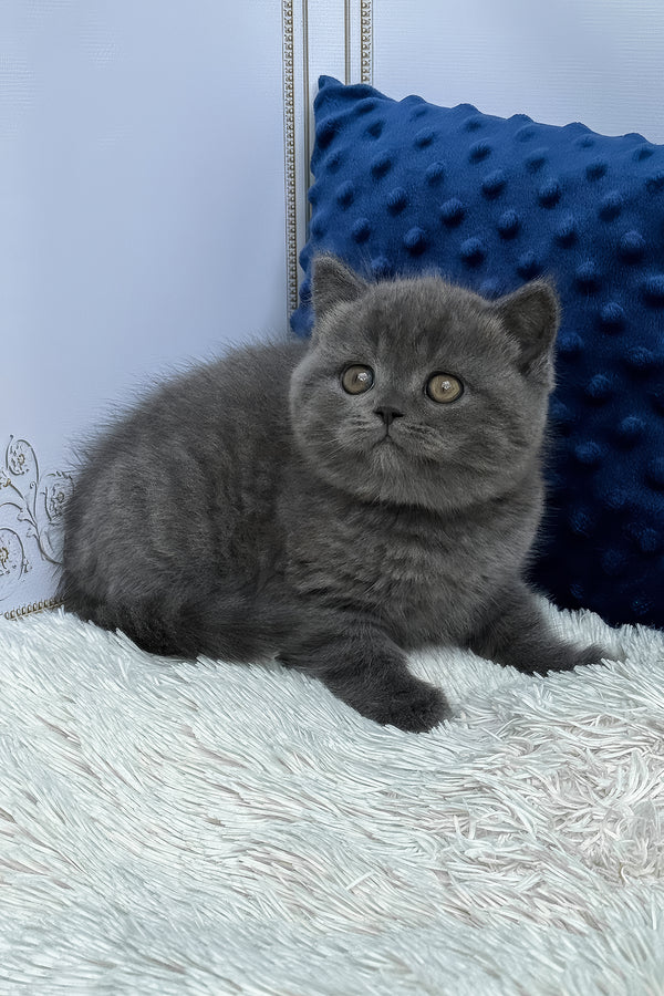 Twix | British Shorthair Kitten