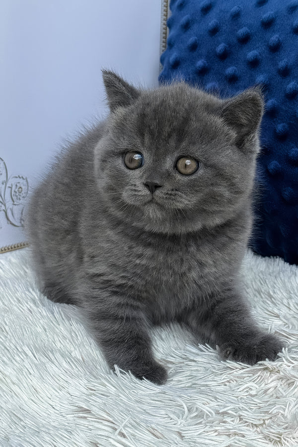 Twix | British Shorthair Kitten